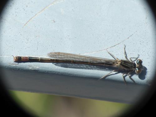 Ischnura elegans